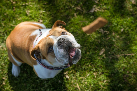 Organizations You Can Support for National Service Dog Month
