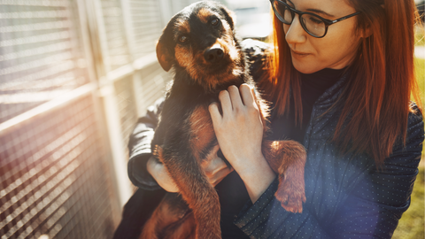 Celebrating National Rescue Dog Day: A Tribute to Unconditional Love and Second Chances