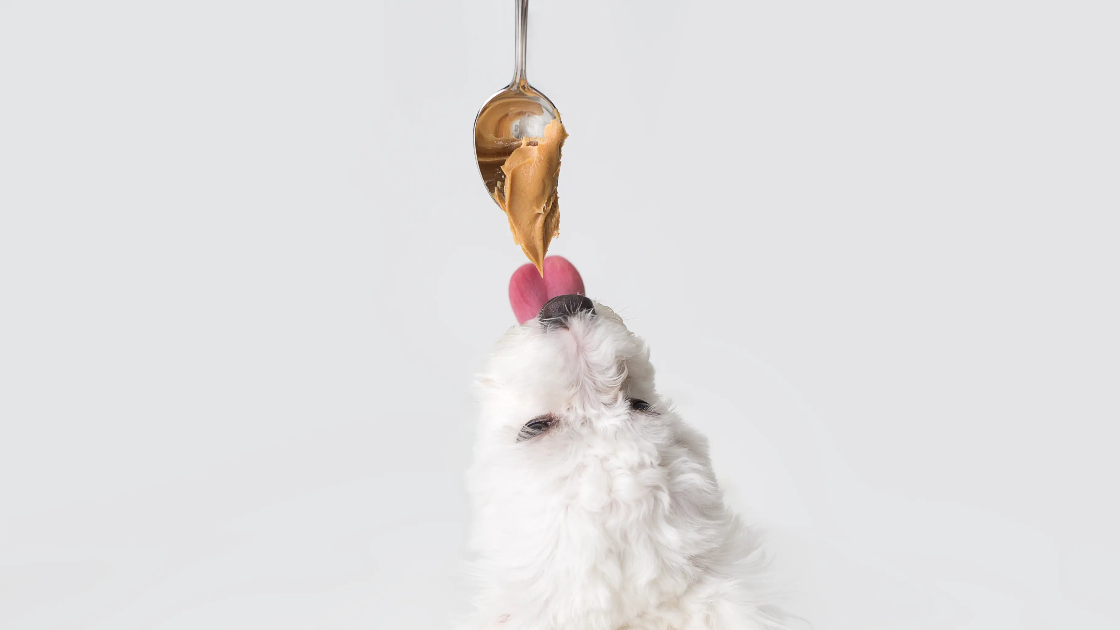 View of DIY Peanut Butter and Banana Dog Treats - Plato Pet – Plato Pet