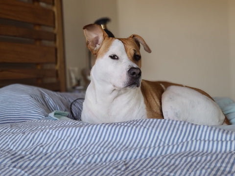 National Mutt Day: Celebrating Our Beloved Mixed-Breed Companions and The Joy They Bring