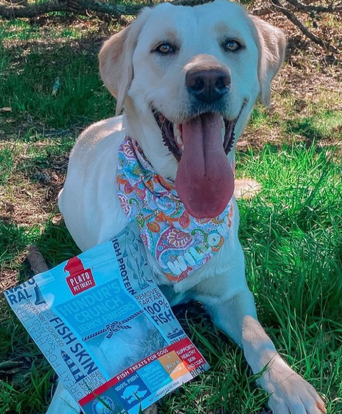 The Ultimate Guide to Responsible Dog Ownership: A Month of Love, Care, and Plato Pet Treats!