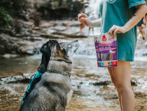 When is the best time to start training your pet?