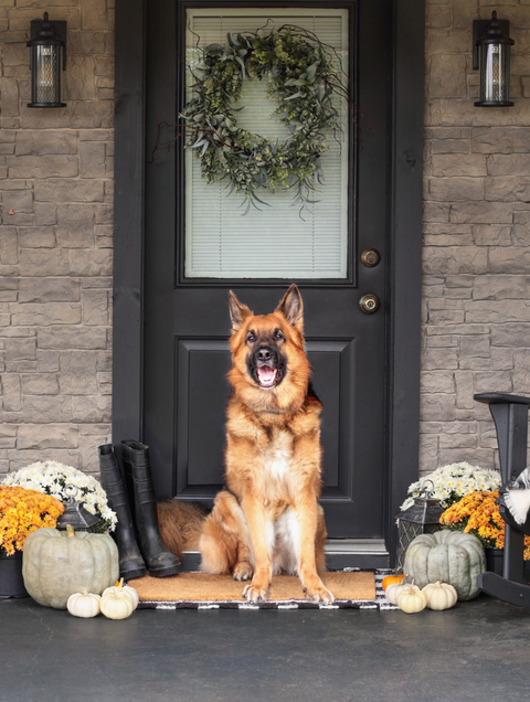 Thanksgiving Food for Dogs: Foods You Can and Can’t Feed Your Dog on Turkey Day