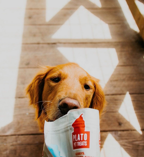 Goat Milk for Dogs – A Quick Guide for Dog Owners