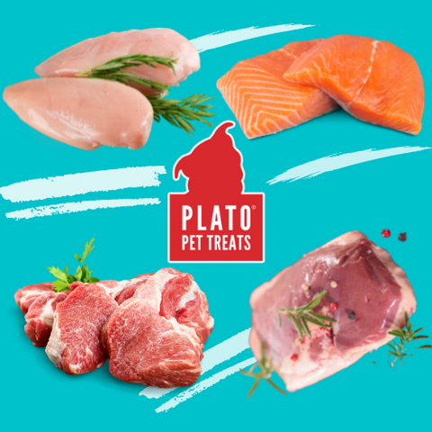 Featured Ingredient: Protein