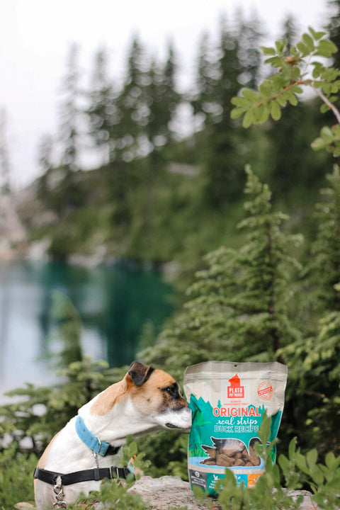 Duck Treats for Dogs – A Quick Guide for Dog Owners