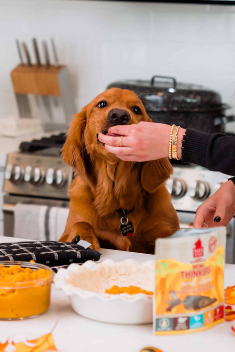 Fall Bucket List: 10 Things You Must Do with Your Dog This Fall