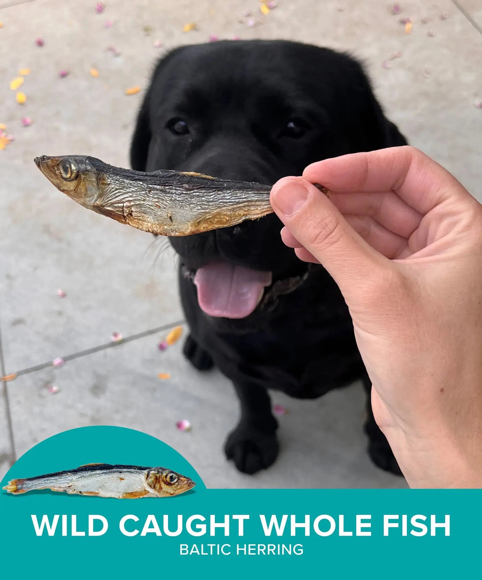 Wild Caught Baltic Herring Plato Pet Treats