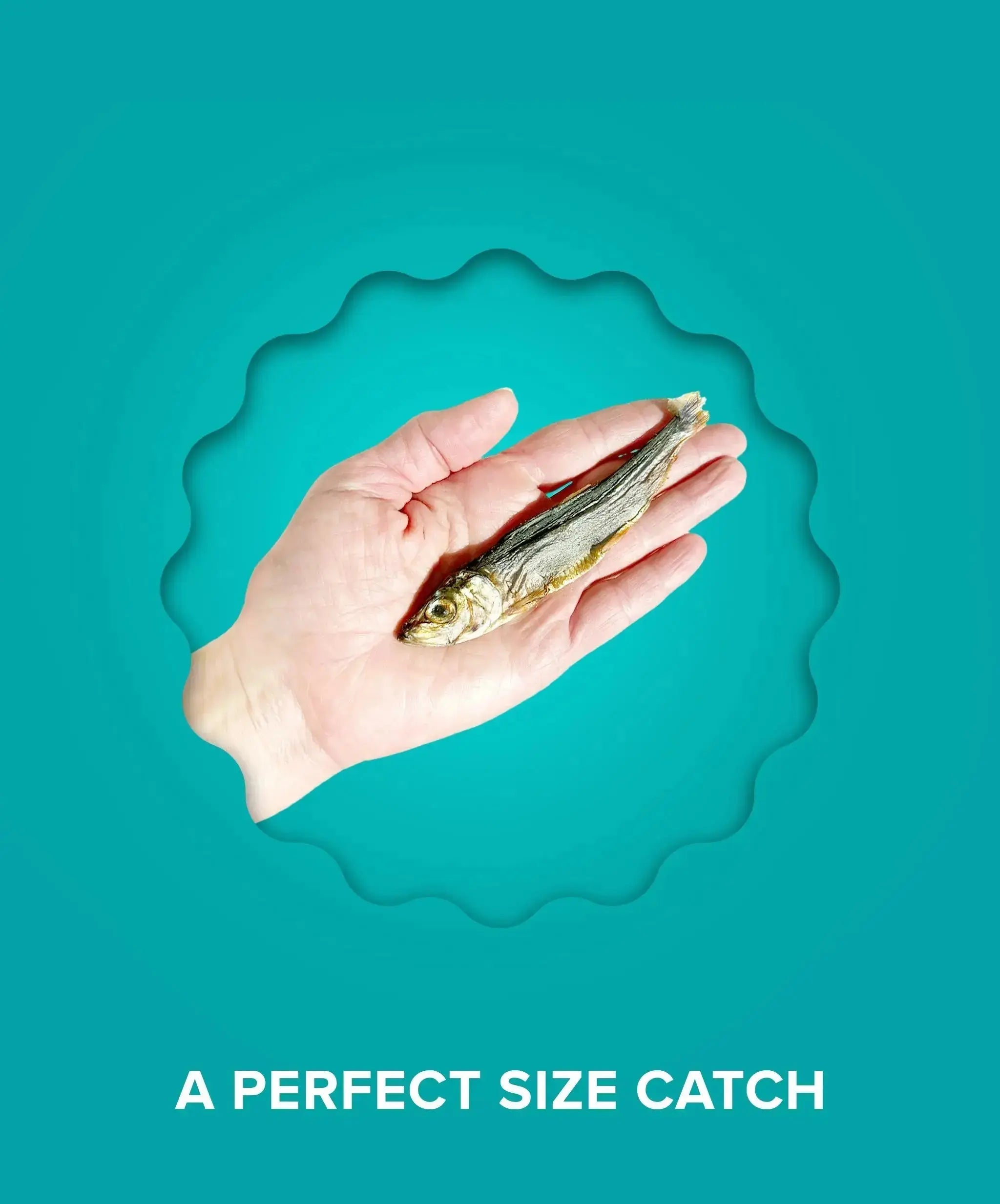 Wild Caught Baltic Herring Plato Pet Treats