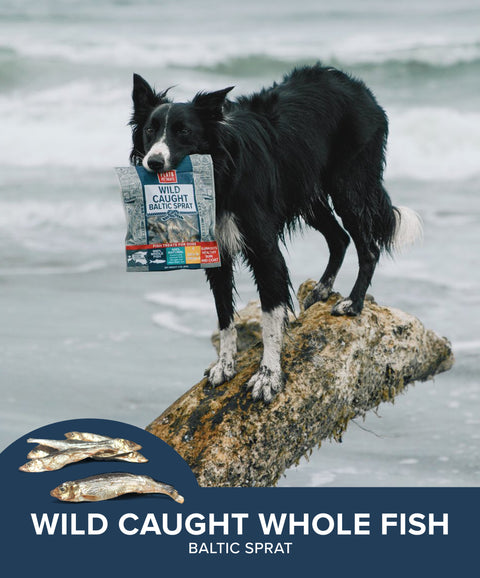 Wild Caught Baltic Sprat Fish Dog Treats