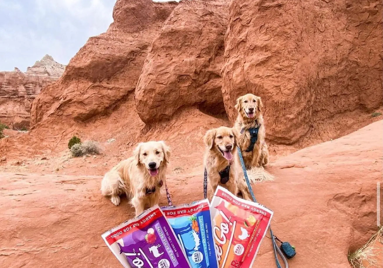 3 dogs sitting while owner holds out bags of treats