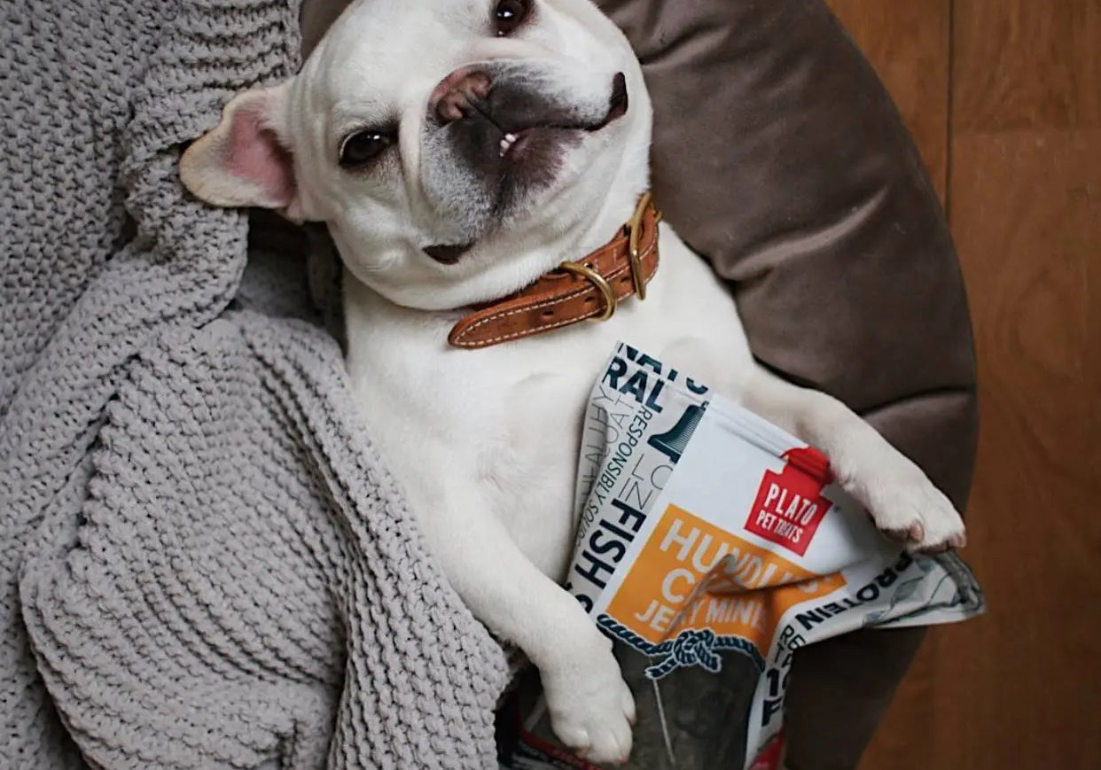 Dog laying in bed with a bag of Plato dog treats