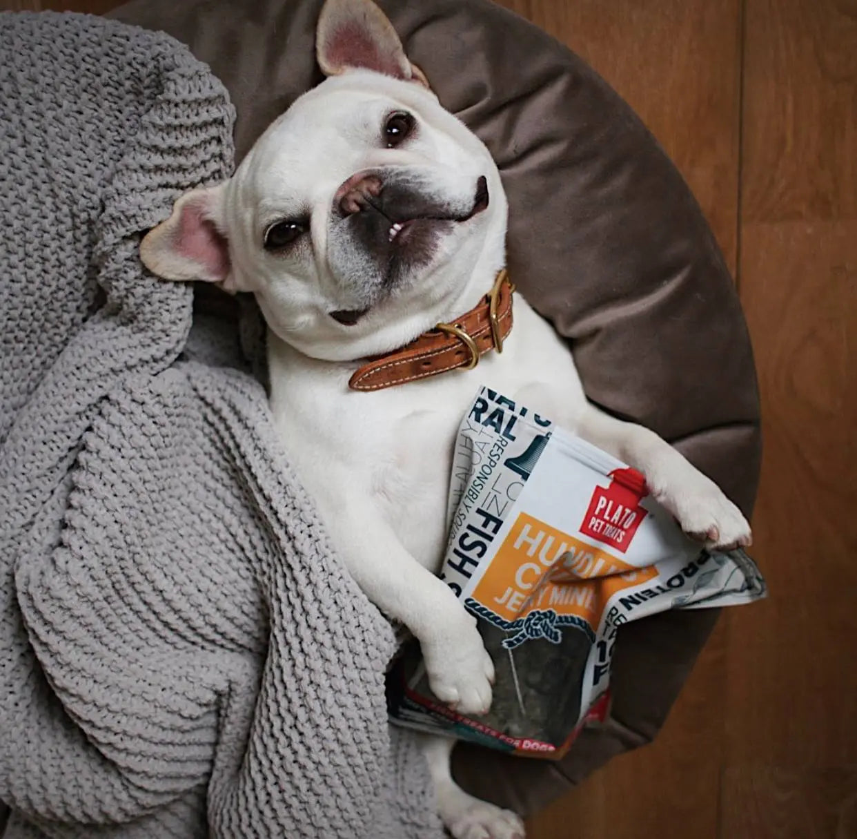 Dog laying in bed with a bag of Plato dog treats