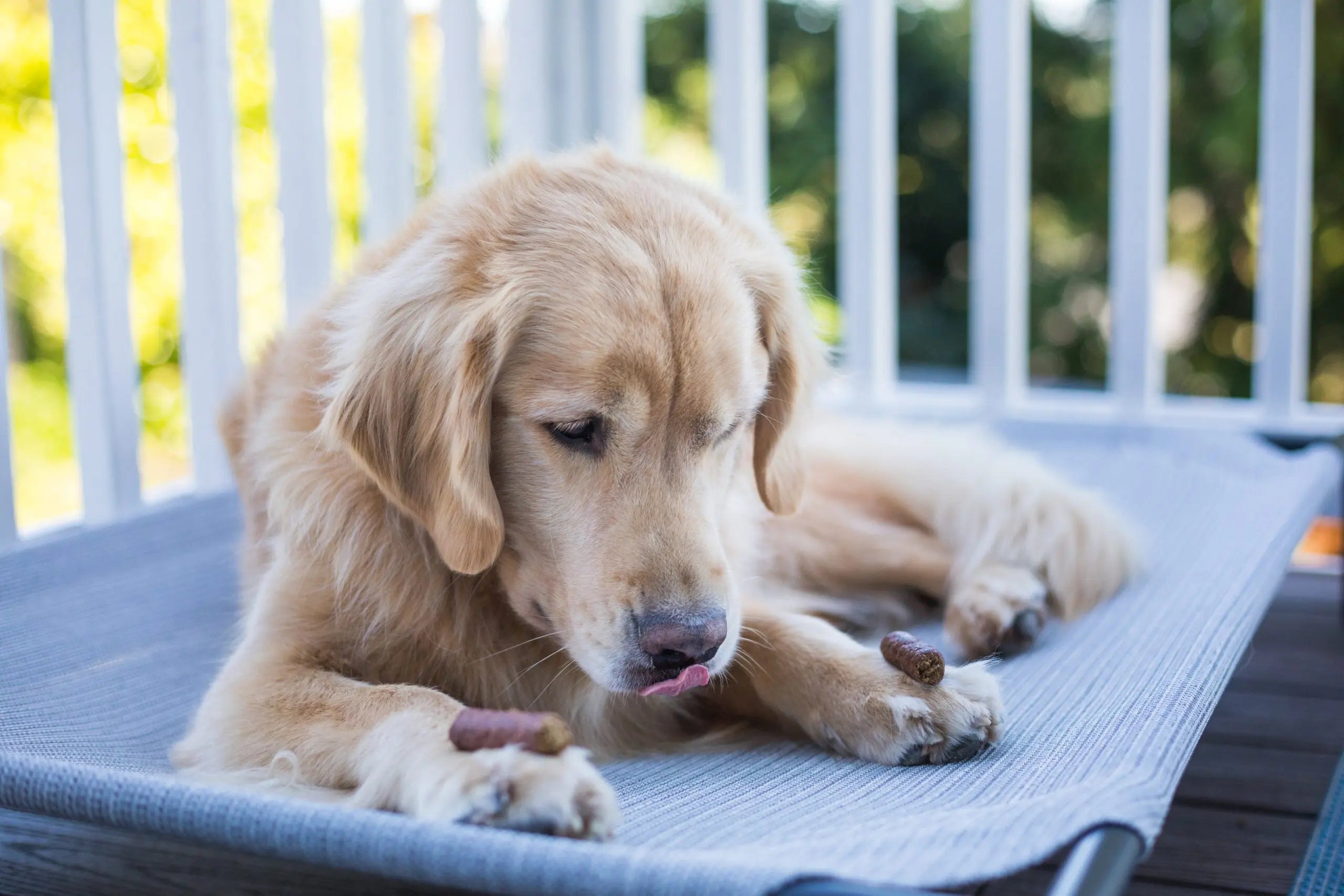 Dog with a treat on each of his paws
