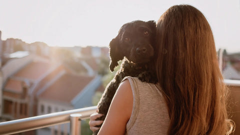 Celebrating-Pet-Appreciation-Week-The-Joyful-Bonds-Between-Humans-and-Their-Furry-Companions Plato Pet