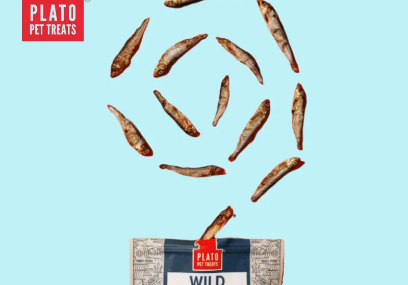 Featured-Ingredient-Blog-The-Importance-of-Omega-3-Fatty-Acids-in-Your-Dog-s-Diet Plato Pet
