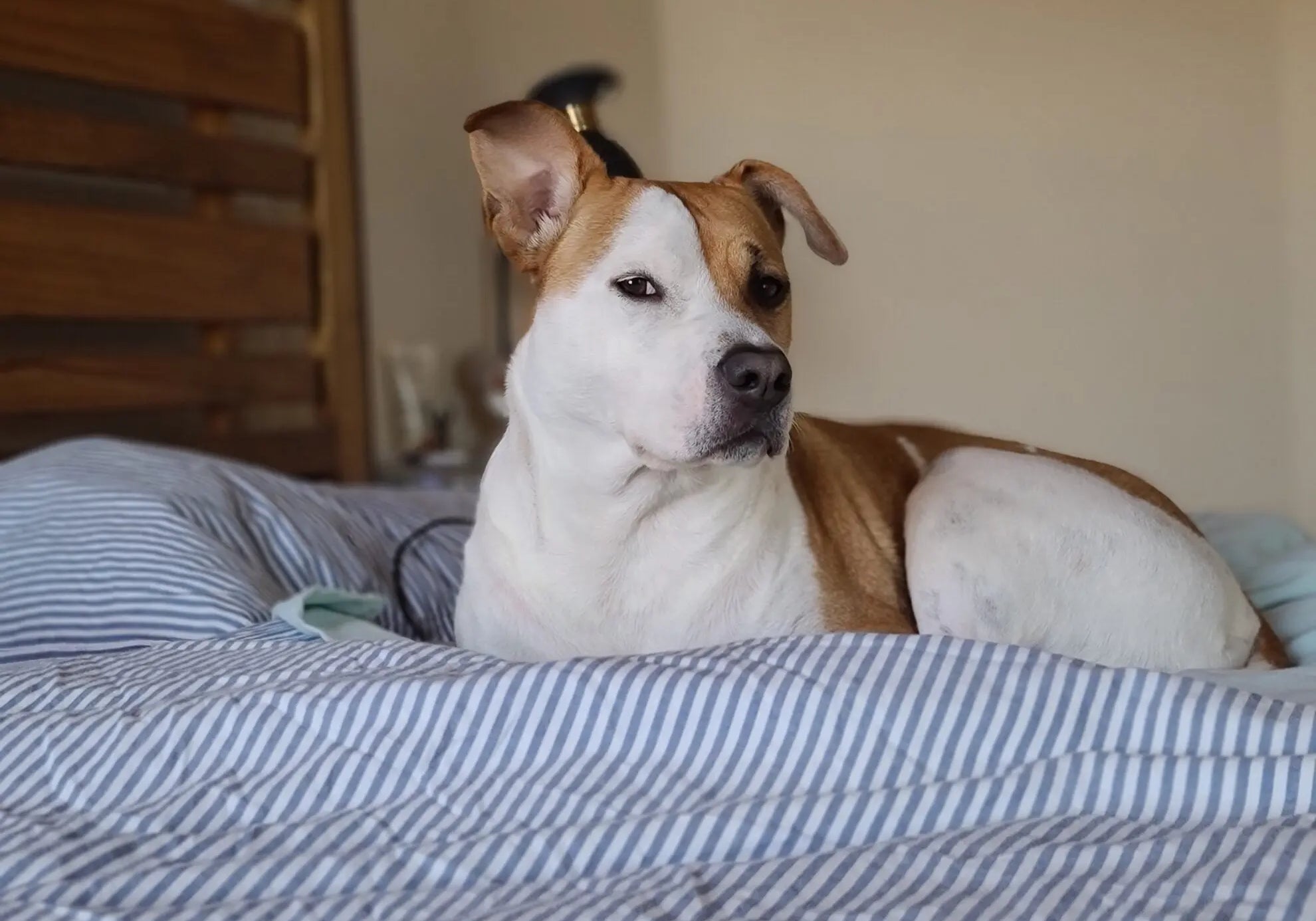 National-Mutt-Day-Celebrating-Our-Beloved-Mixed-Breed-Companions-and-The-Joy-They-Bring Plato Pet