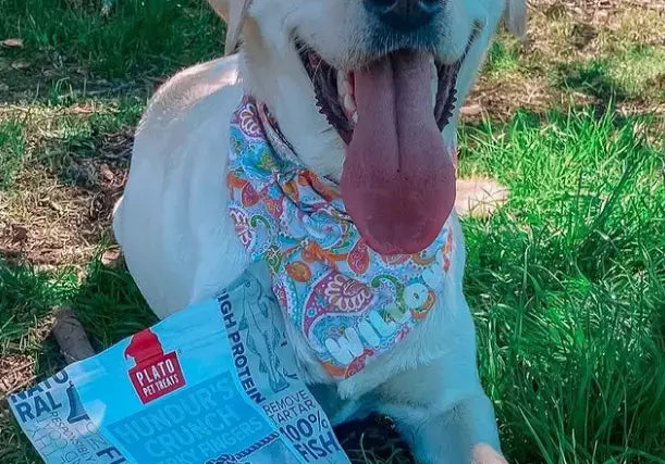The-Ultimate-Guide-to-Responsible-Dog-Ownership-A-Month-of-Love-Care-and-Plato-Pet-Treats Plato Pet