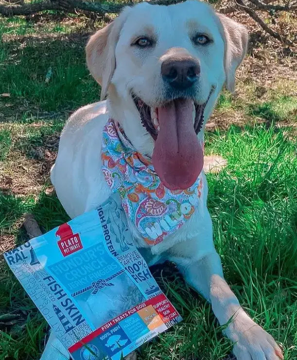 The-Ultimate-Guide-to-Responsible-Dog-Ownership-A-Month-of-Love-Care-and-Plato-Pet-Treats Plato Pet