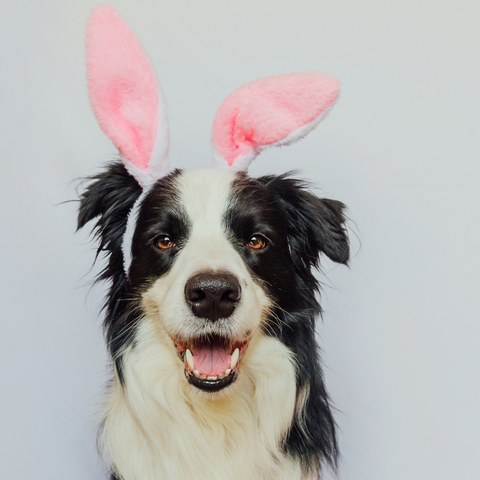 How to Safely Celebrate Easter with Your Pet