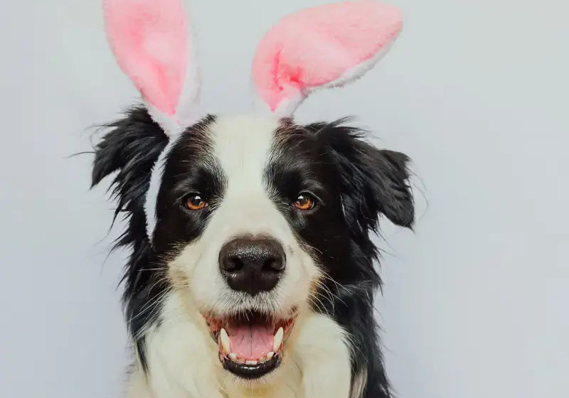 How-to-Safely-Celebrate-Easter-with-Your-Pet Plato Pet