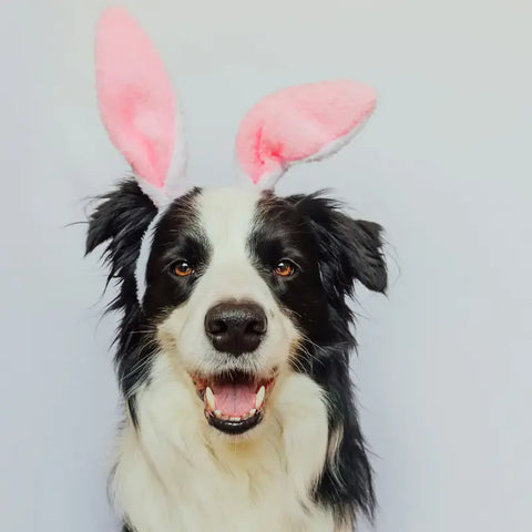How-to-Safely-Celebrate-Easter-with-Your-Pet Plato Pet
