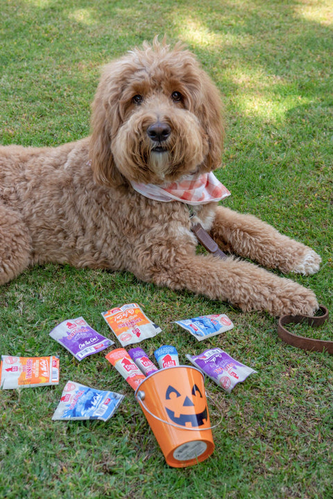 How to Keep Your Dog Safe on Halloween