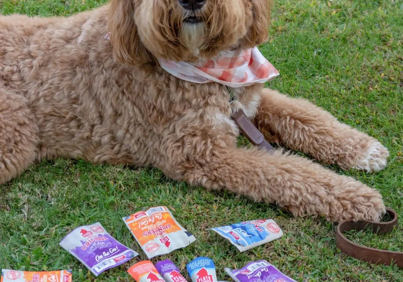 How-to-Keep-Your-Dog-Safe-on-Halloween Plato Pet