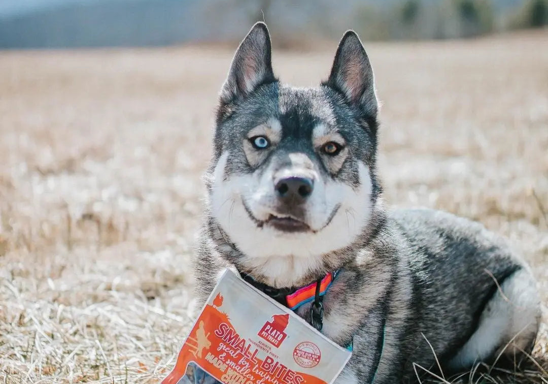 Why-Training-Your-Dog-With-Plato-Pet-Treats-is-Easier Plato Pet