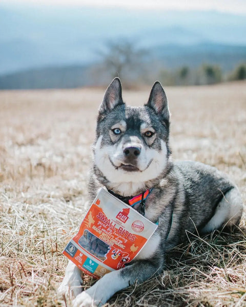 Why-Training-Your-Dog-With-Plato-Pet-Treats-is-Easier Plato Pet