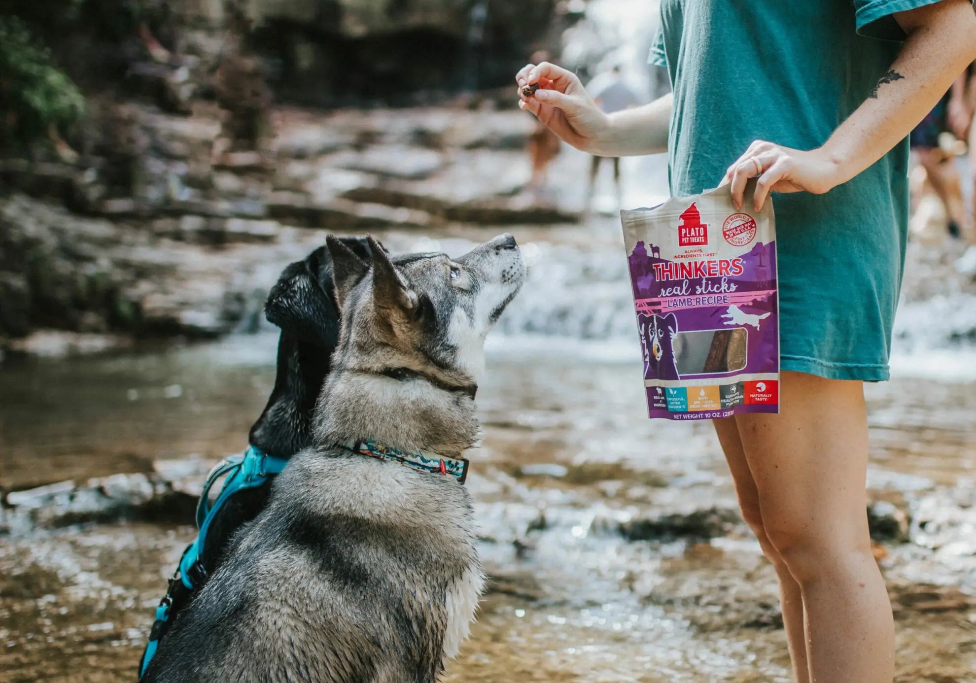 When-is-the-best-time-to-start-training-your-pet Plato Pet