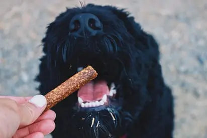 National-Spoil-Your-Dog-Day-Our-Favorite-Tips-to-Safely-Spoil-Your-Dog Plato Pet
