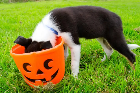 How-to-Keep-Your-Dog-Safe-on-Halloween Plato Pet