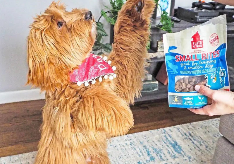 Benefits-of-Low-Calorie-Treats Plato Pet