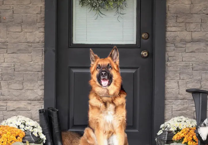 Thanksgiving-Food-for-Dogs-Foods-You-Can-and-Can-t-Feed-Your-Dog-on-Turkey-Day Plato Pet