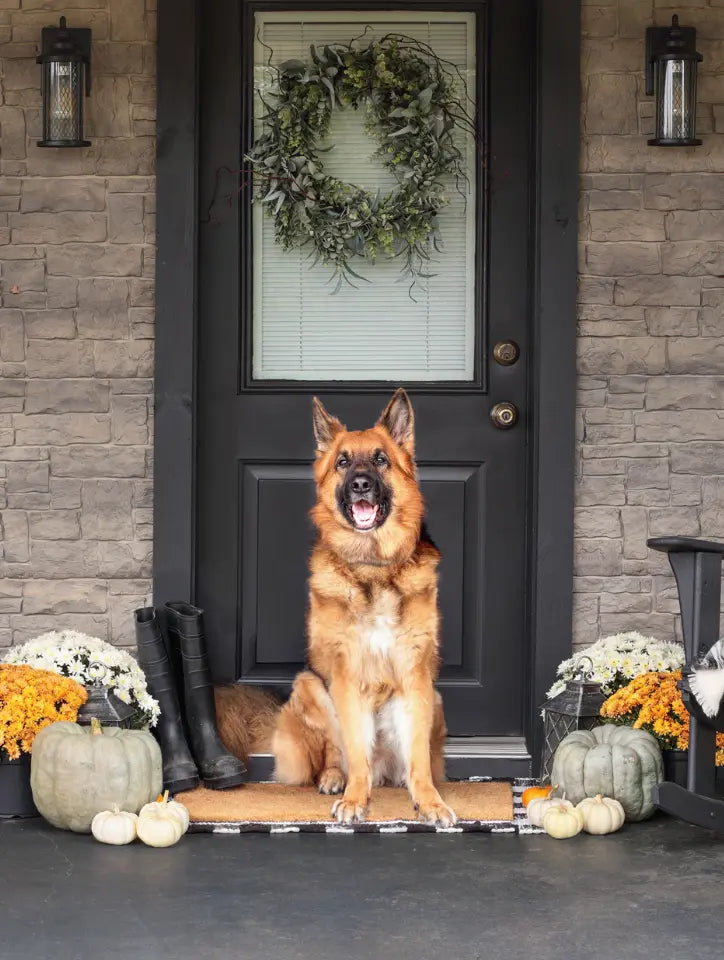 Thanksgiving-Food-for-Dogs-Foods-You-Can-and-Can-t-Feed-Your-Dog-on-Turkey-Day Plato Pet