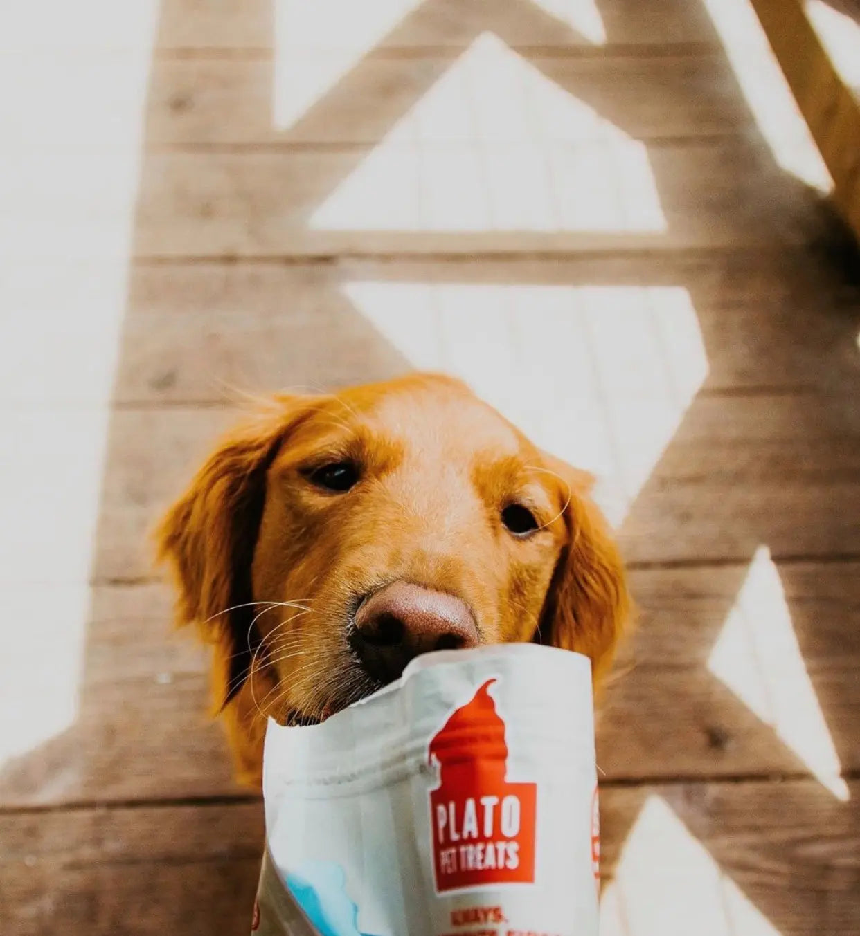 Goat-Milk-for-Dogs-A-Quick-Guide-for-Dog-Owners Plato Pet