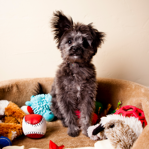 Unleash the Fun: Interactive Toys to Pair with Plato Treats!