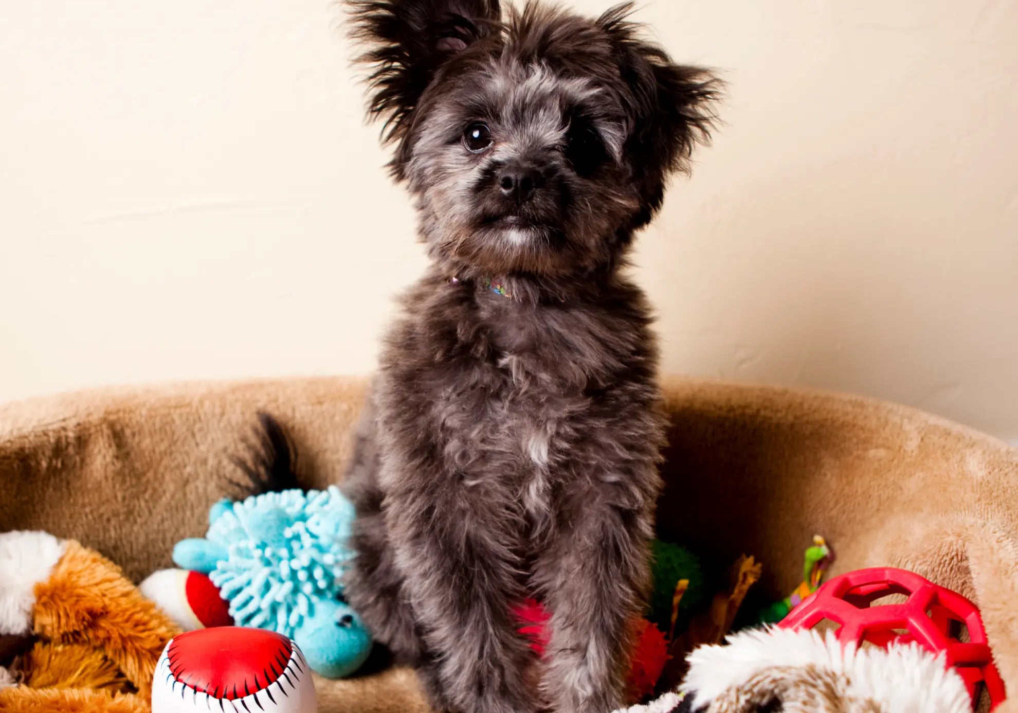 Unleash the Fun: Interactive Toys to Pair with Plato Treats! - Plato Pet