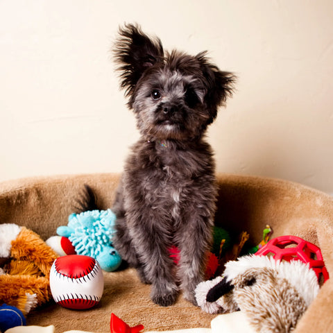 Unleash the Fun: Interactive Toys to Pair with Plato Treats! - Plato Pet