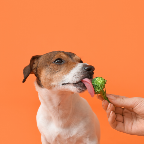 Canine Cuisine: 10 People Foods That Are Safe and Healthy for Your Dog