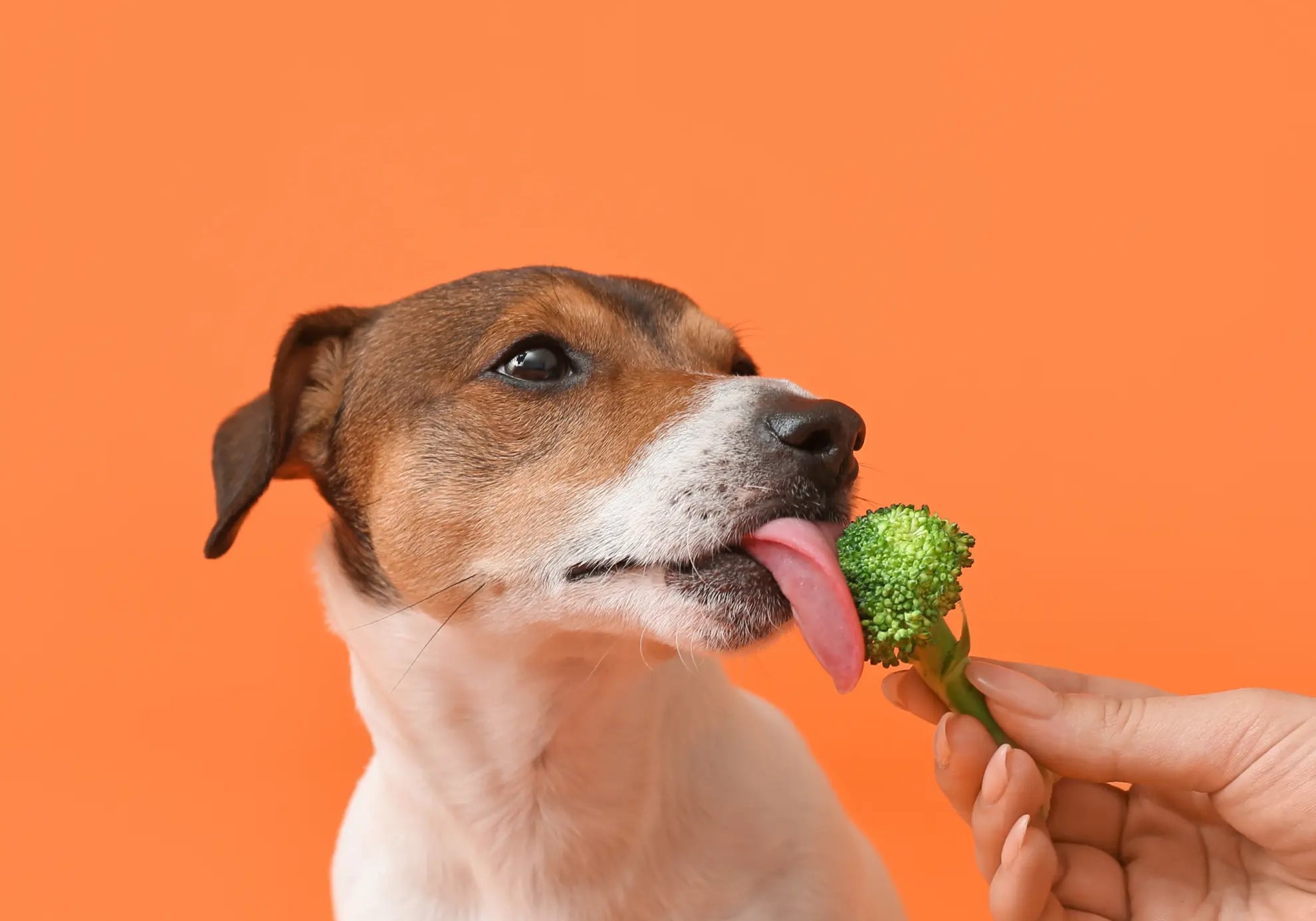 Canine-Cuisine-10-People-Foods-That-Are-Safe-and-Healthy-for-Your-Dog Plato Pet