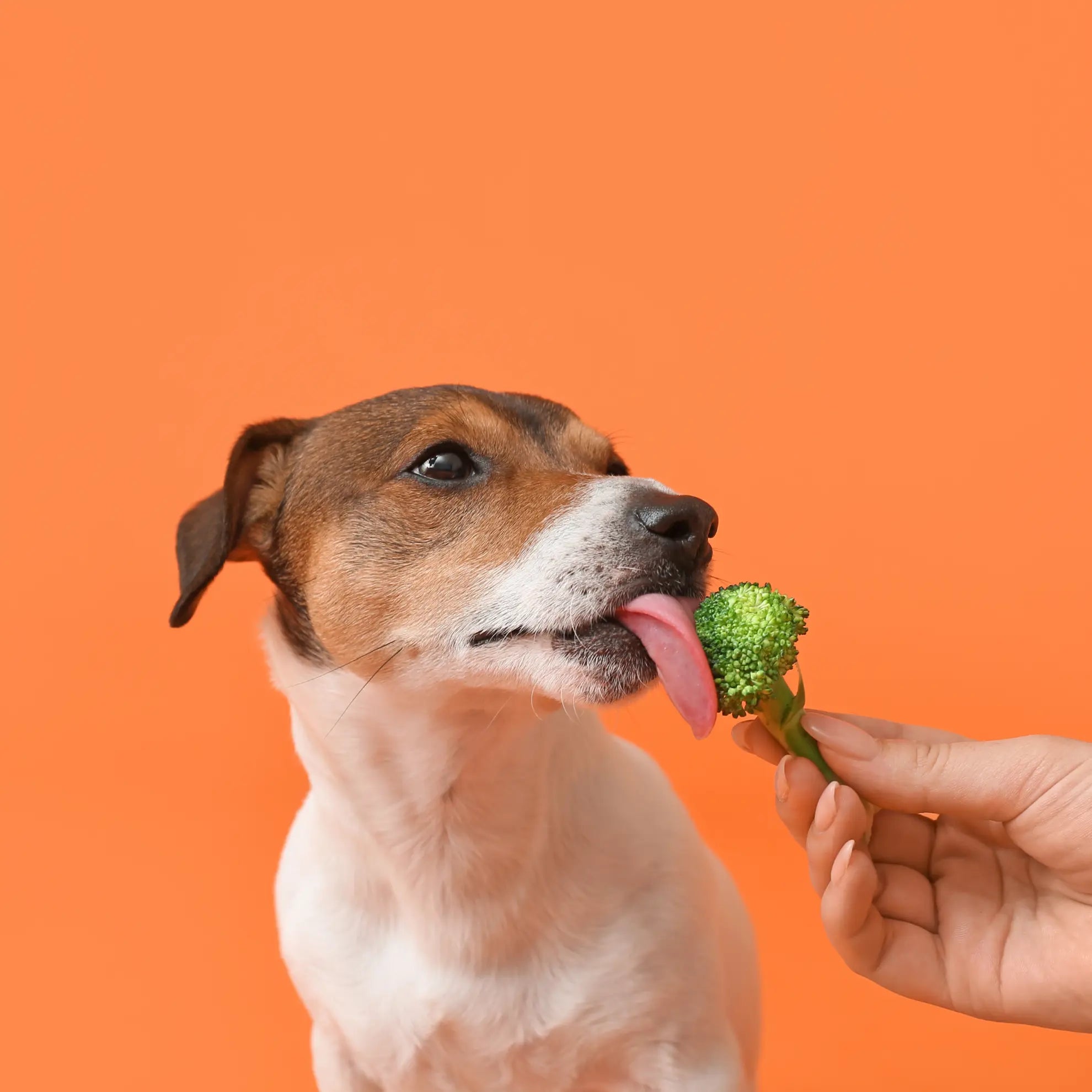 Canine-Cuisine-10-People-Foods-That-Are-Safe-and-Healthy-for-Your-Dog Plato Pet