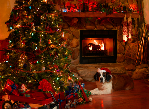 Holiday safety for our pets