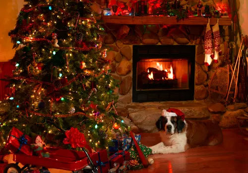 Holiday-safety-for-our-pets Plato Pet