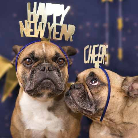 7 NEW YEAR’S RESOLUTIONS IN 2023 FOR YOUR PETS