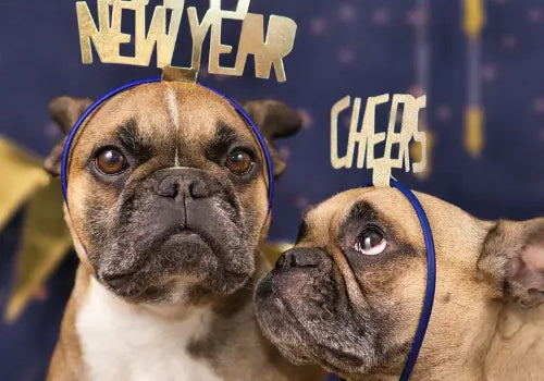7-NEW-YEAR-S-RESOLUTIONS-IN-2023-FOR-YOUR-PETS Plato Pet