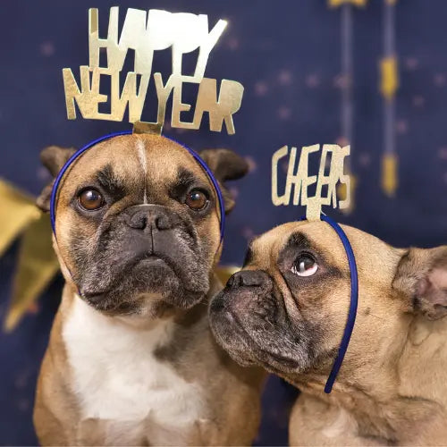 7-NEW-YEAR-S-RESOLUTIONS-IN-2023-FOR-YOUR-PETS Plato Pet