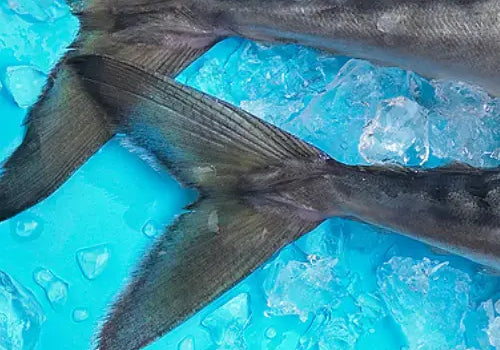 FISH-OIL-THE-BENEFITS-OF-OMEGA-3-AND-6-FATTY-ACIDS Plato Pet