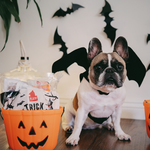 Halloween for Dogs Costumes